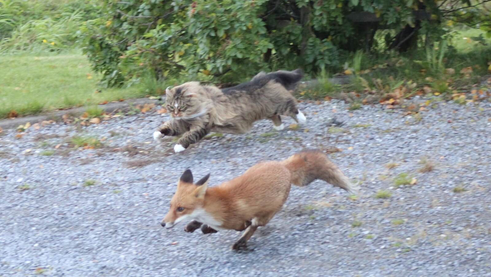 the cat and the fox